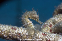 Seahorse. Taken with Nikon D60, with Nikkor 18-55 in Easy... by Francesco Pacienza 